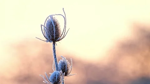 Thistle Branch in Soft Cream Light – 4K Cinematic Nature Close-Up Stockbeeldmateriaal 320189240