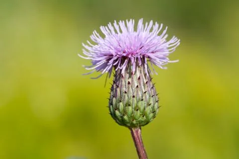 Thistle bud close-up. Stock Photos