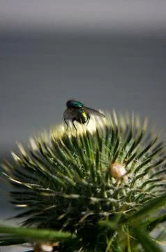 Thistle bud Stock Photos