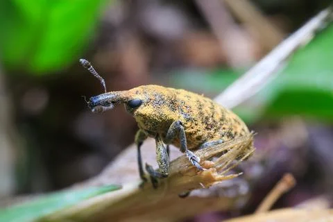 Thistle Bud Weevil Standing on Fallen Branch Macro Nature Fotos de archivo