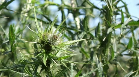 Thistle Bud in the Wind Video stock 54047959