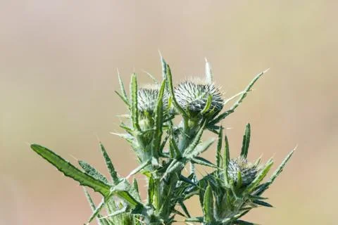 Thistle buds close up Stock Photos