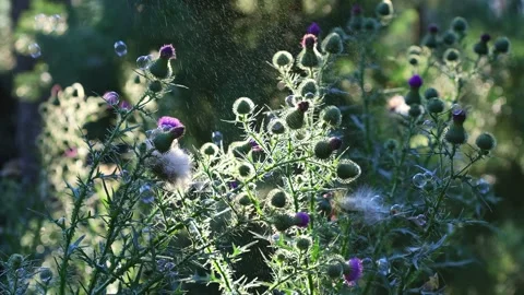 Thistle Buds With Fluffy Seeds in Backlit Rain Stock Footage 346249530