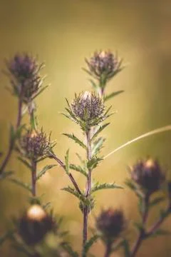 Thistle - Buds Foto stock