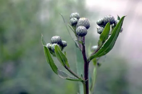 Thistle Buds Stock Photos
