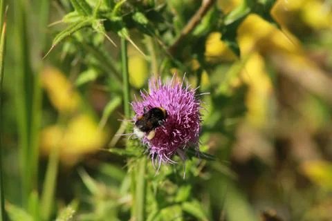 Thistle with bumblebee Stock Photos