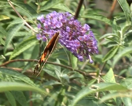 Thistle butterfly Vídeo Stock 305919