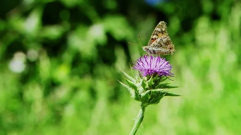 Thistle with butterfly Stock Footage 69868851