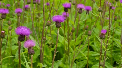 Thistle Carduus at meadow Stock Footage 73314850