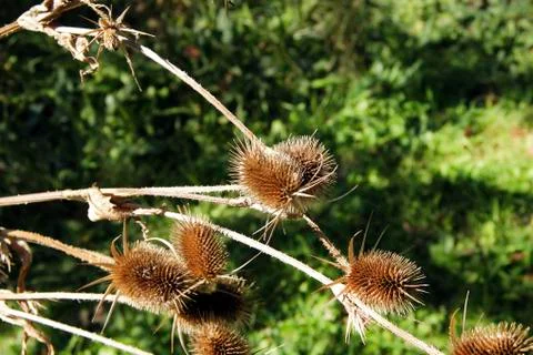 Thistle up close with blurred out background Stock Photos
