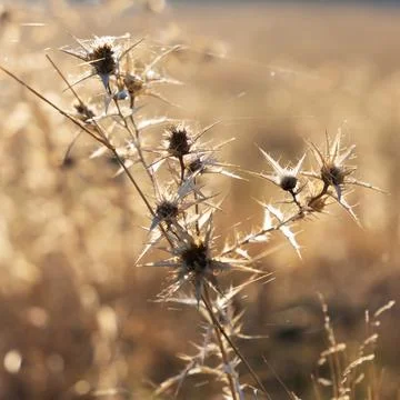 Thistle close-up with cobwebs. Stock Photos