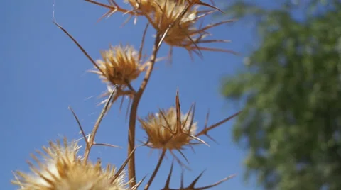 Thistle - close up Stock Footage 27415739