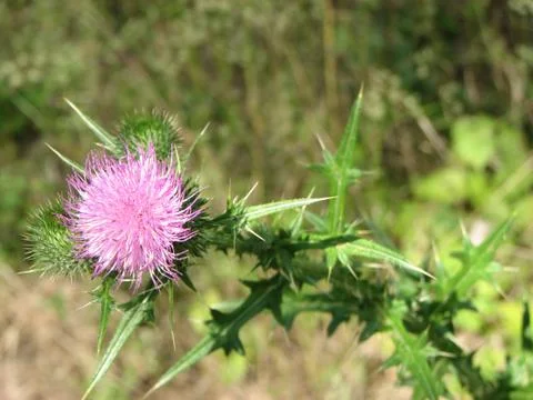 Thistle close-up Stock Photos