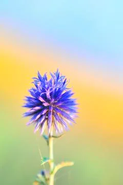 Thistle close-up Stock Photos