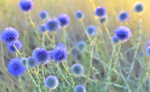 Thistle close-up Stock Photos