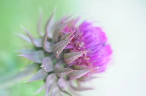 Thistle close-up Stock-Fotos