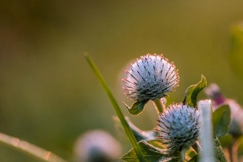 Thistle in close-up. 스톡 사진