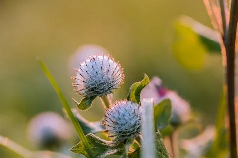Thistle in close-up. 스톡 사진
