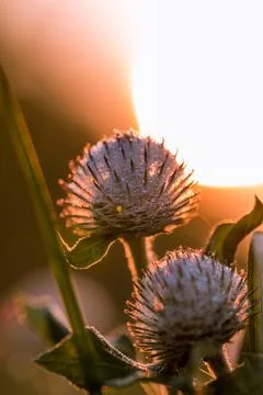Thistle in close-up. Foto stock