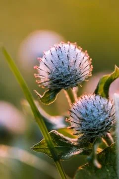 Thistle in close-up. 스톡 사진