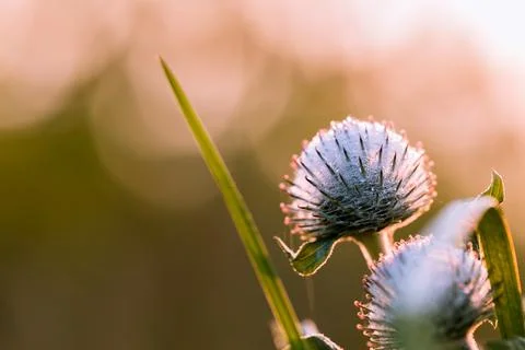Thistle in close-up. 스톡 사진