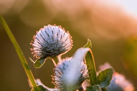 Thistle in close-up. Foto stock