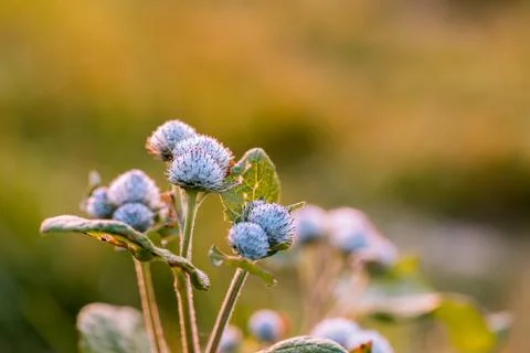 Thistle in close-up. Foto stock