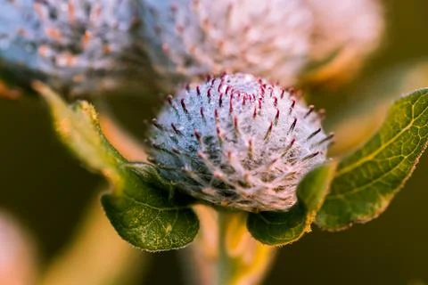 Thistle in close-up. Foto stock