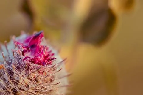 Thistle in close-up. Foto stock