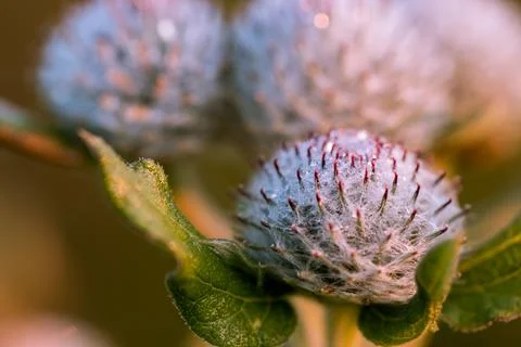 Thistle in close-up. Foto stock