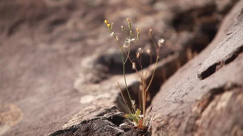 Thistle closeup Stock Footage 78021607