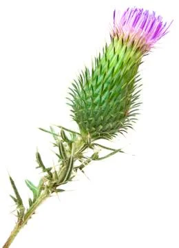 Thistle Cutout Stock Photos