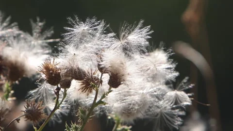 Thistle down clinging to seed heads. Late Summer. UK Video stock 345109918