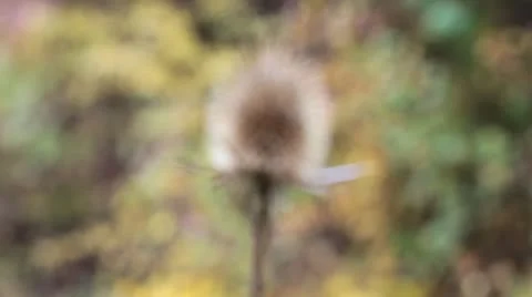 Thistle dried on a autumnal background Stock Footage 12413205