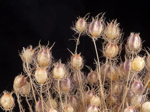 Thistle dried on black background Stock Photos