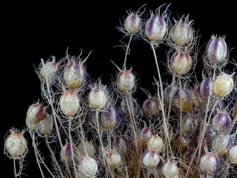 Thistle dried on black background Stock Photos