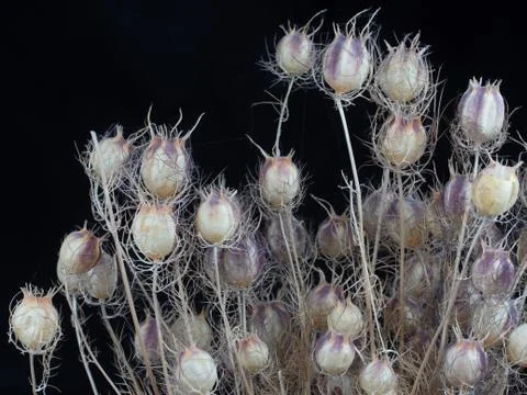 Thistle dried on black background Stockfoto's