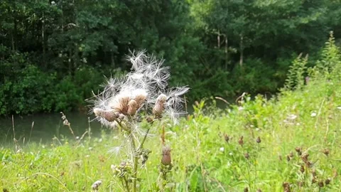 Thistle with embryonic seeds flying gently in the wind, Stock Footage 158580657