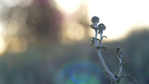 Thistle At Evening 스톡 동영상 70989513