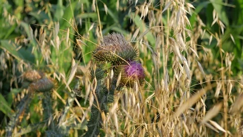 Thistle in the field Stock Footage 77646927