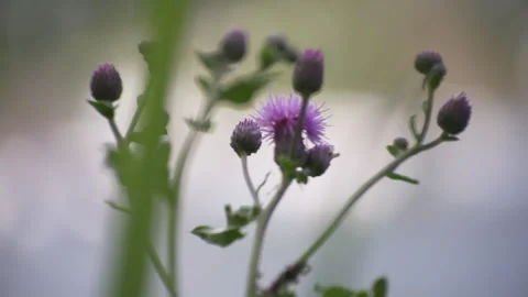 Thistle in a field 스톡 동영상 326229264