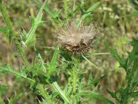Thistle in a field Stock Photos