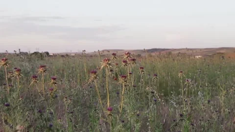 Thistle field at sunset with sky in the background Video stock 131404270
