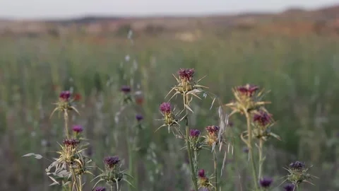 Thistle field at sunset with sky in the background Video stock 131404327