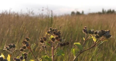 Thistle in the field sways in the wind Stock Footage 97758218