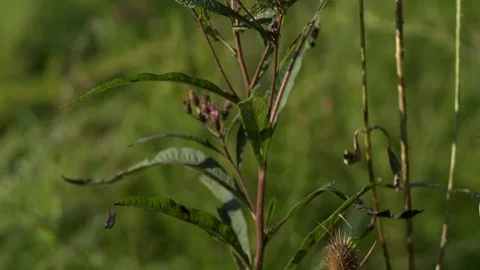 Thistle in field Tilt up Medium Stock Footage 95149195