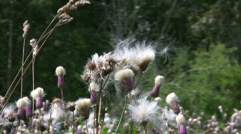 Thistle flow-ball Stock Footage 503517