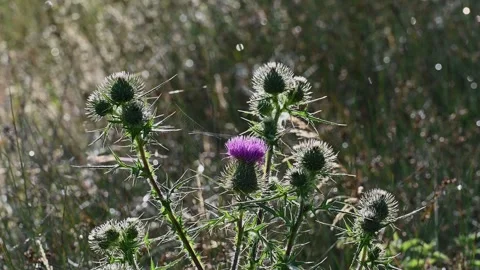 Thistle flower and cobwebs backlit by morning sun Stock Footage 245749920