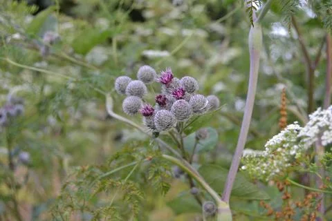 Thistle with flower with blurry background Stock Photos