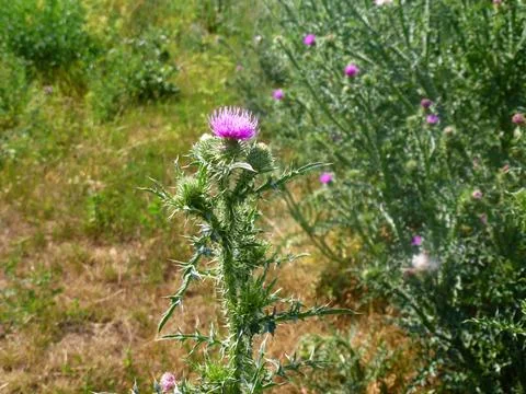 Thistle flower buds with sharp needles close-up. The background is blurred Stock Photos